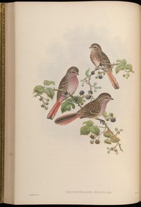 Urocynchramus pylzowi door John Gould
